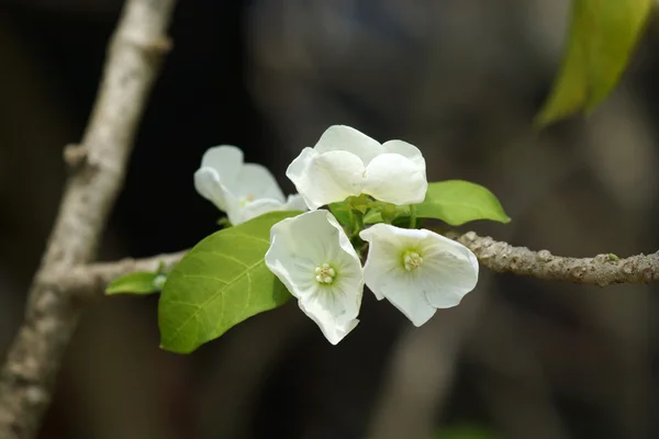 White flower of Vallaris solanacea (Roth) Kuntze. — Stock Photo, Image