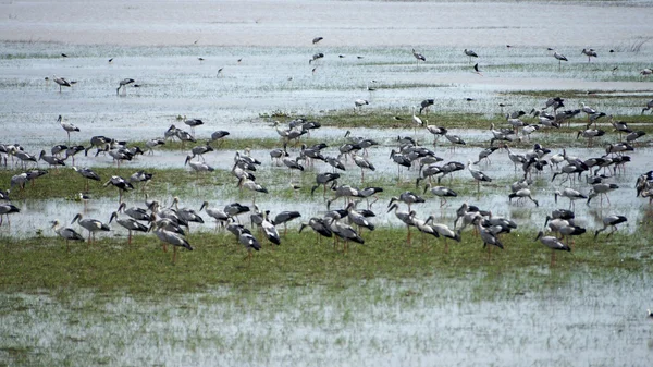 Vögel in den Naturschutzgebieten Südthailands. — Stockfoto