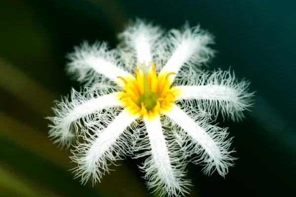 Flor de floco de neve de água . — Fotografia de Stock