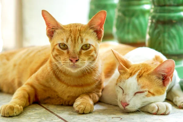 Dois gatos dormindo e acordando — Fotografia de Stock