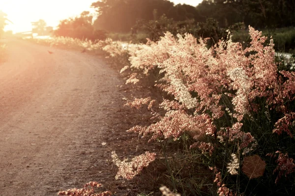 Wild grass in sunset counterlight at country road. — Stock Photo, Image