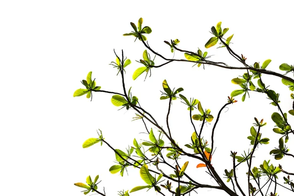 Tropische almond boom na de herfst- en nieuwe bladeren groeien — Stockfoto