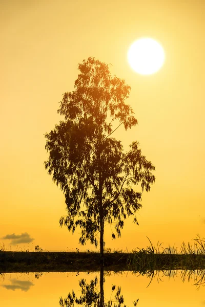 Silhuetas de árvores e pôr do sol — Fotografia de Stock