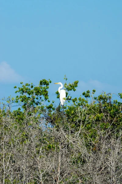 Degradación de los bosques de manglares — Foto de Stock