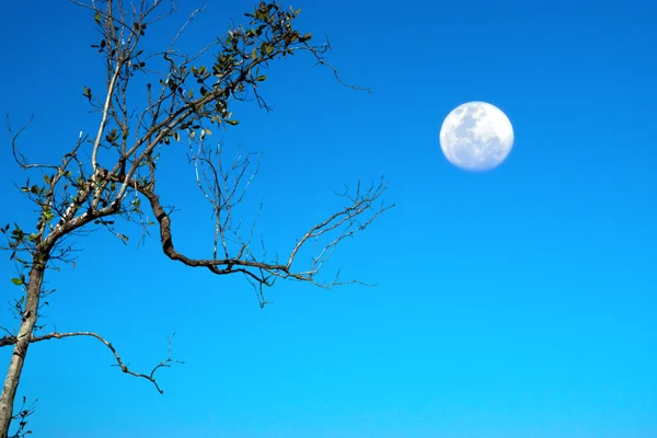Деревья и луна с голубым небом . — стоковое фото