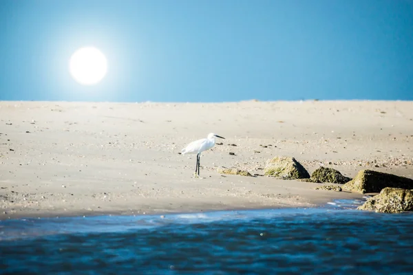 Egret at the coast — Stock Photo, Image