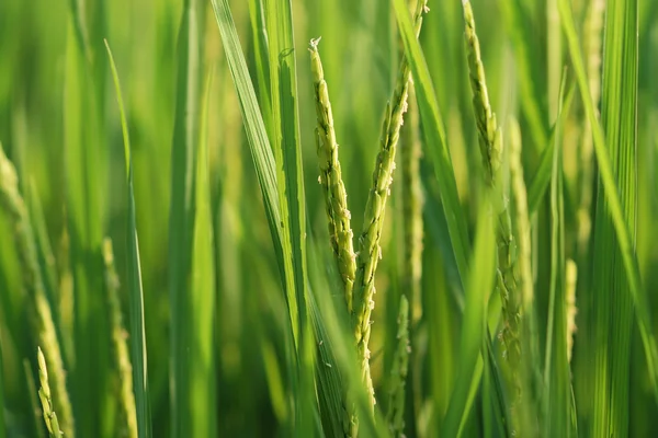 Ris blommor i fältet paddy — Stockfoto