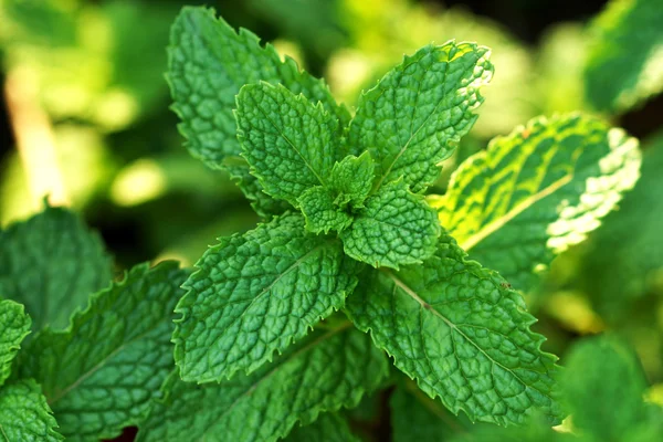 Fresh mint leaves on the tree — Stock Photo, Image