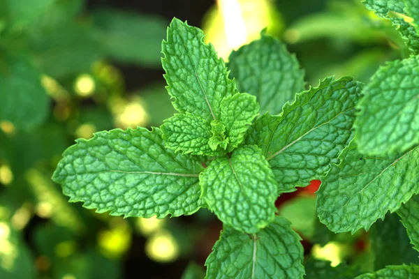 Fresh mint leaves on the tree — Stock Photo, Image
