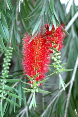 Kırmızı bottlebrush çiçek çiçeklenme
