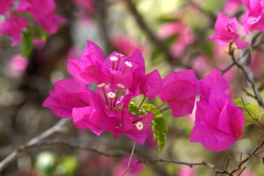 Bougainvillea çiçek.