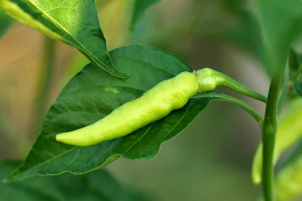 Fresh yellow pepper on tree — Stock Photo, Image