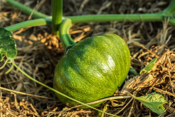 Growing pumpkins in organic vegetable garden. — Stock Photo, Image