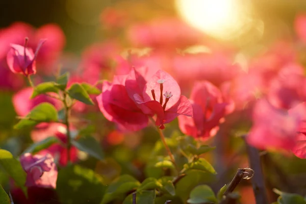 Buganvilla florece en el jardín — Foto de Stock