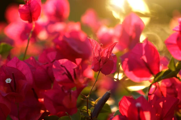 Buganvilla florece en el jardín — Foto de Stock