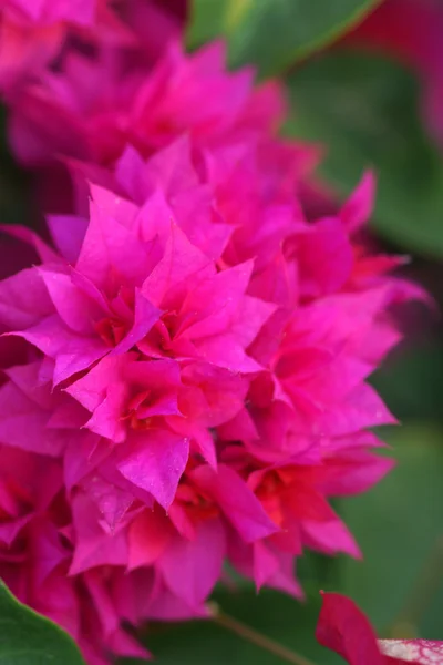 Bougainvillea blüht im Garten — Stockfoto