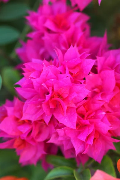 Popínavé květy v zahradě — Stock fotografie