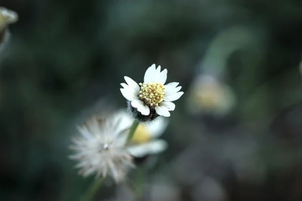 Mexikanische Gänseblümchenblume. — Stockfoto