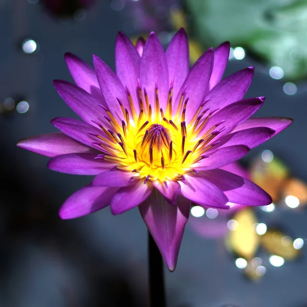 Seerosenblüte. (Lotus) — Stockfoto