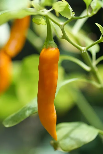 Fresh chilli on the tree — Stock Photo, Image