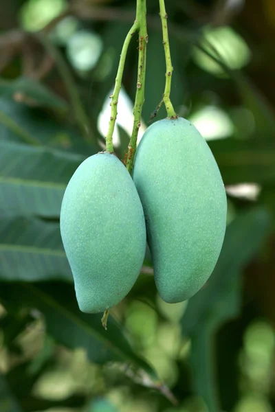 Rauwe groene mango's op de boom — Stockfoto