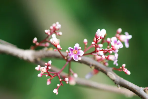 Estrella flor de manzana — Foto de Stock