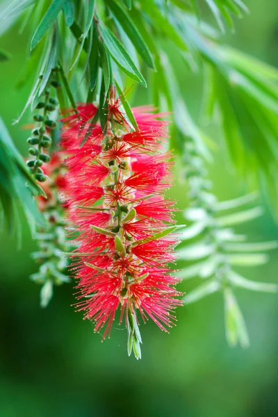 Red bottlebrush flower in bloom — Stock Photo, Image