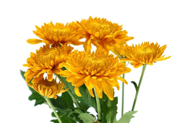 Krizantém virág — Stock Fotó