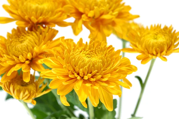 Chrysanthemenblüte — Stockfoto