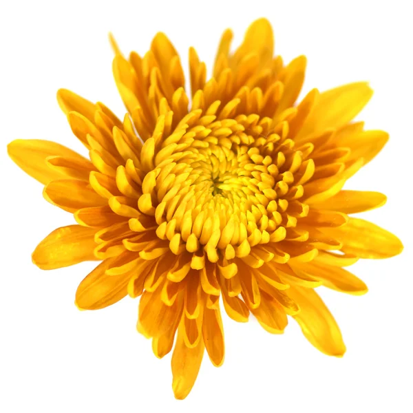 Chrysanthemenblüte — Stockfoto