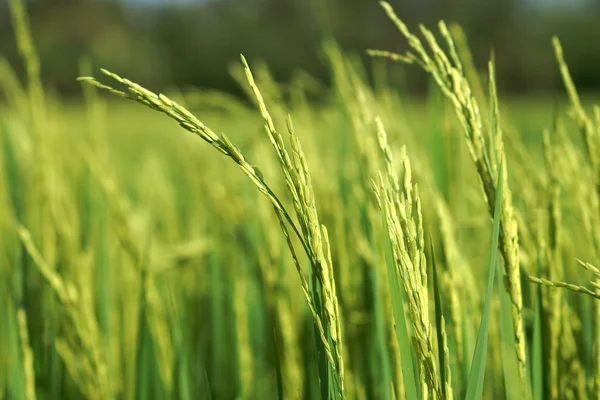 年轻的水稻种子 — 图库照片