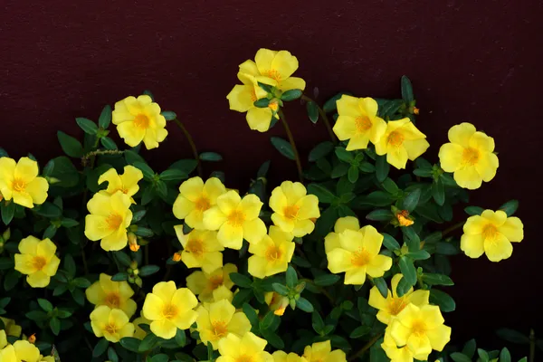 Портулака цветы в саду . — стоковое фото