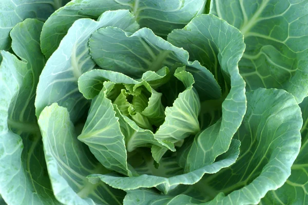 Makroaufnahme von Kohl — Stockfoto