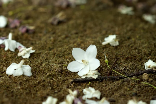 Il colpo macro di fiori bianchi è fragrante su terra . — Foto Stock