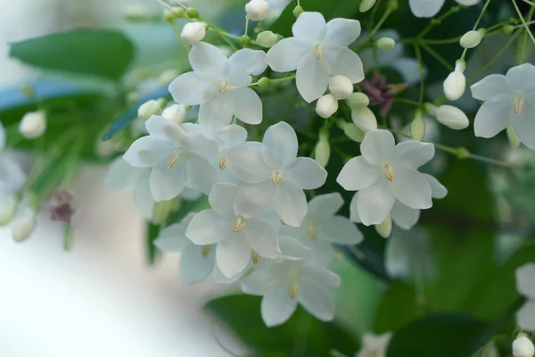 Makrobildet av hvite blomster dufter (Wrightia religiosa Ben – stockfoto