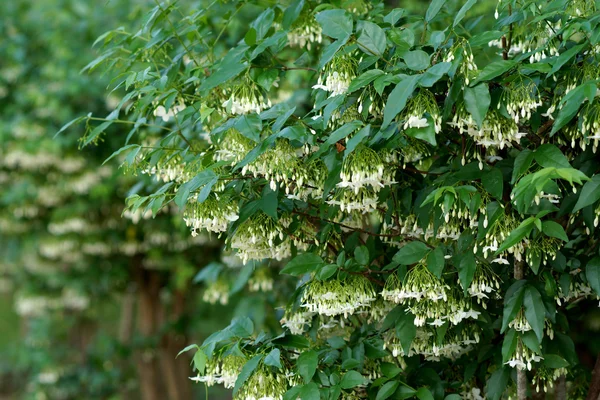 宏射击的白色花朵的芬芳 （wrightia 菩提树本 — 图库照片