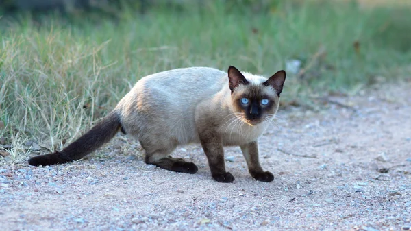 Black face cat with blue eyes — Stock Photo, Image