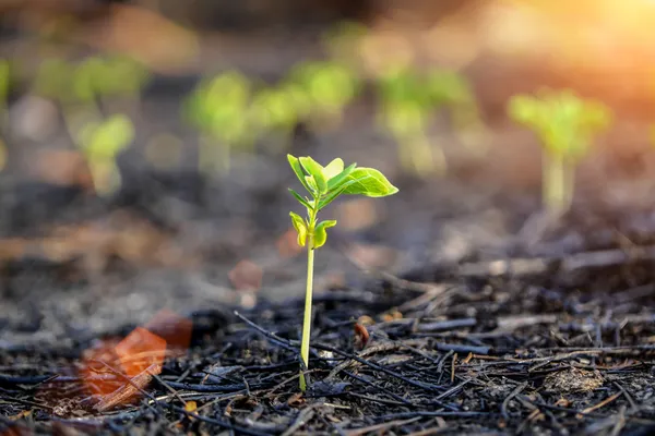 tohumdan büyüyen yeşil Filiz