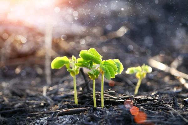 Grüner Sprössling wächst aus Samen — Stockfoto