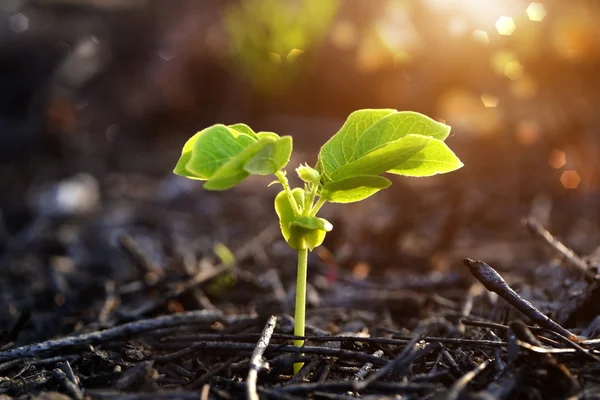 Green sprout growing from seed — Stock Photo, Image