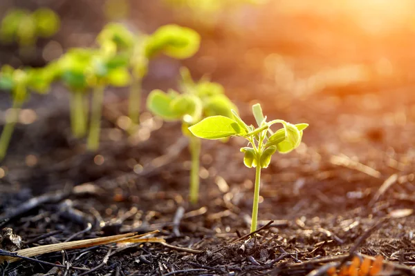 Green sprout growing from seed — Stock Photo, Image