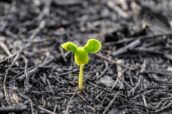 Grüner Sprössling wächst aus Samen — Stockfoto
