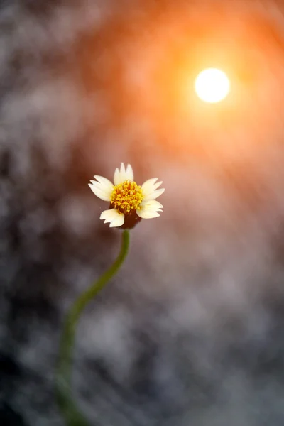 Sunset counterlight yabani otlar çiçek — Stok fotoğraf