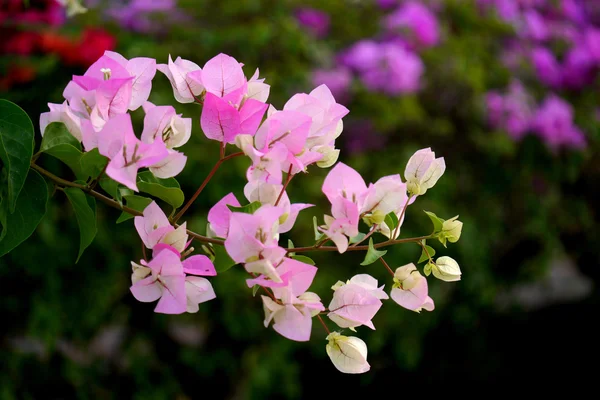 Pink Bougainvillea flower. — Stock Photo, Image