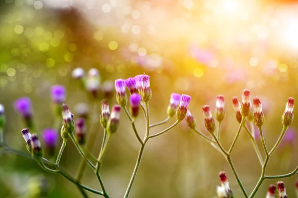 Grama selvagem ao pôr-do-sol — Fotografia de Stock