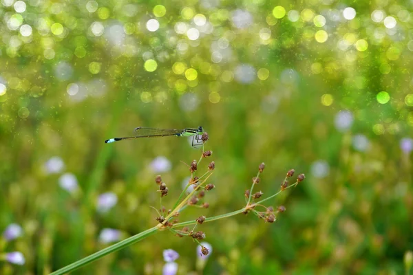 Grama selvagem e libélula — Fotografia de Stock