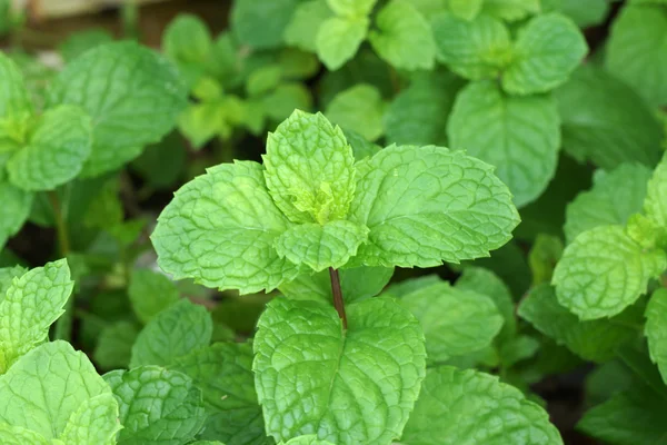 Macro shot of mint leaves. — Stock Photo, Image