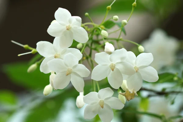 Makro çekim beyaz çiçek kokulu (wrightia bileğinde ben — Stok fotoğraf