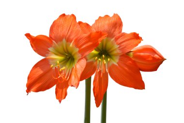 Turuncu amaryllis çiçek güzel çiçekleri