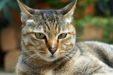 kızgın bir kedi seyir
